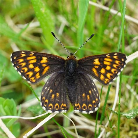 Restoring Rare Butterfly Habitats