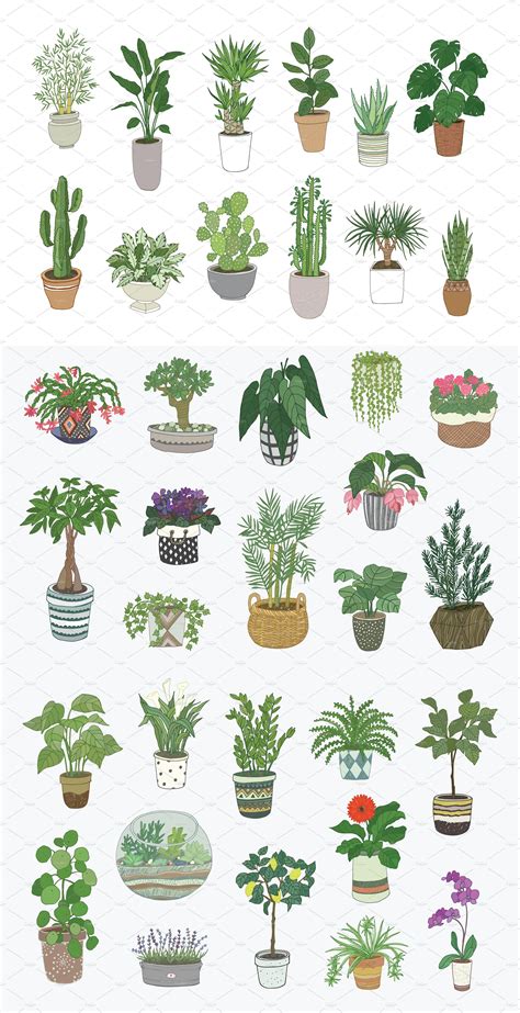 Indoor Plants | Plant drawing, Plants, Watercolor plants