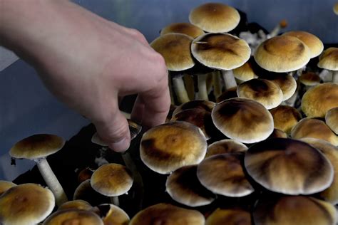 What Makes Magic Mushrooms Work? It’s Not Just Psilocybin | Observer