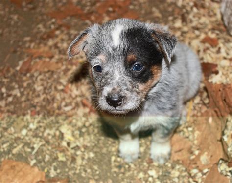 Queensland Heeler Puppy Dogs For Sale in Ventura County, Southern ...