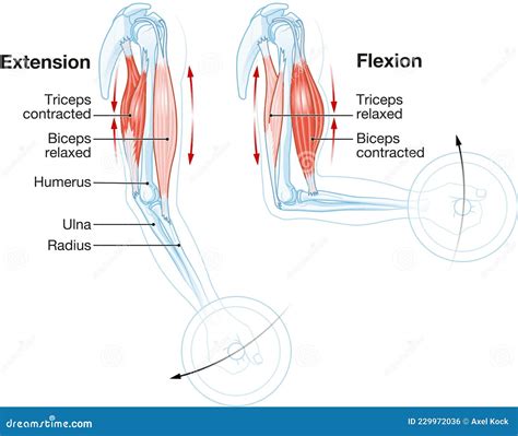 Biceps And Triceps Muscles. Extension And Flexion Royalty-Free Stock ...