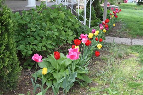 35 Tulip Garden Design Ideas - Flower Bed Layouts, Photos