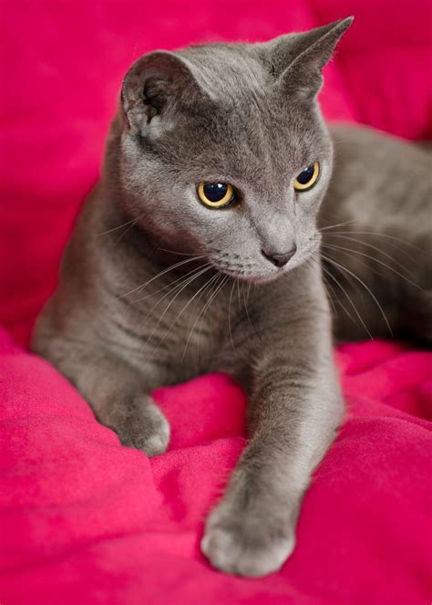 The Gray Cat | Grey cat breeds, Grey cats, Cats