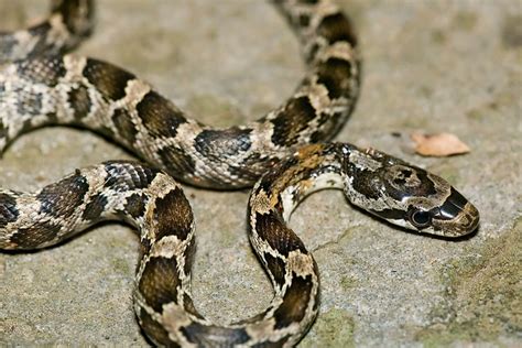 Pantherophis obsoletus Western Ratsnake | Herps of Arkansas