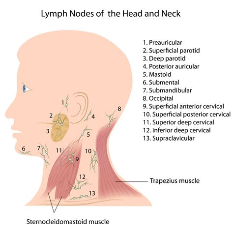 Lymph Node Biopsy - Call Fort Worth ENT & Sinus For More Information