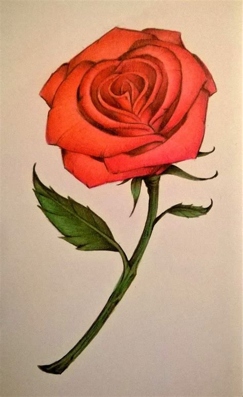 Derrick the Artist | Red rose drawing, Flower drawing color, Flower drawing