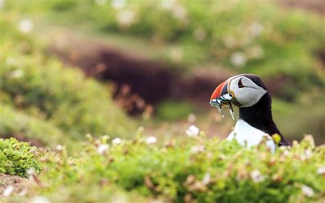 HD wallpaper: Birds close-up, puffin eating fish | Wallpaper Flare