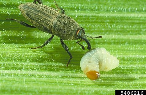 Weevil larvae - Agricultural Biology