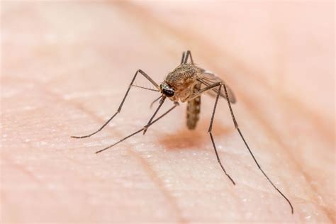 Symptoms Malaria Mosquito Bite - Mosquito Bite Symptoms What Is Normal ...