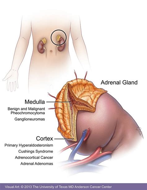 Adrenal Gland Tumor Symptoms