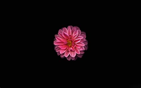 Download wallpaper 1920x1200 pink dahlia, minimal and dark, 16:10 ...