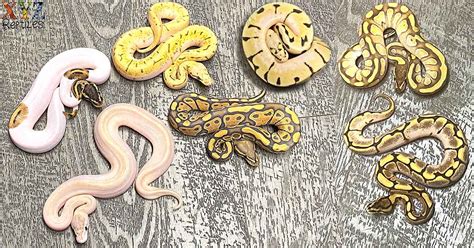 Ball Python Morphs Guide