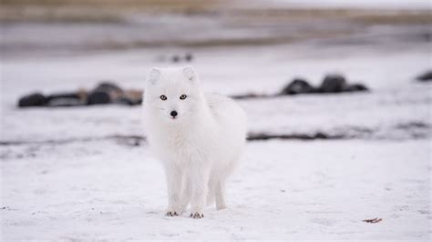 Do Dogs Adapt To Cold Weather