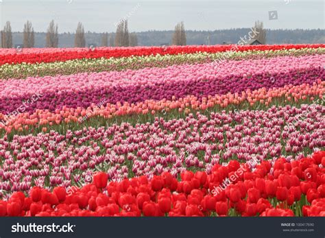 768 Mount vernon tulip festival Images, Stock Photos & Vectors ...