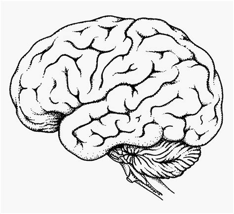 Human Brain Drawing at GetDrawings | Free download