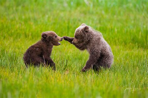 Grizzly cubs playing, Your it! | Alaska | Jess Lee Photos