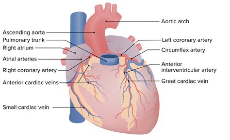 Anterior Cardiac Vein