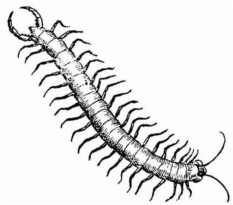 a black and white drawing of a centipeus