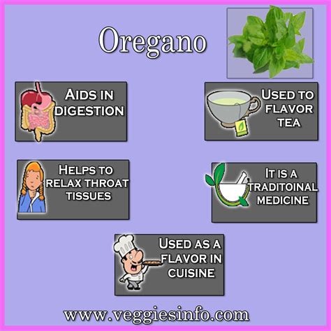 Oregano Benefits Medicinal Values And Its Growth | Veggies Info