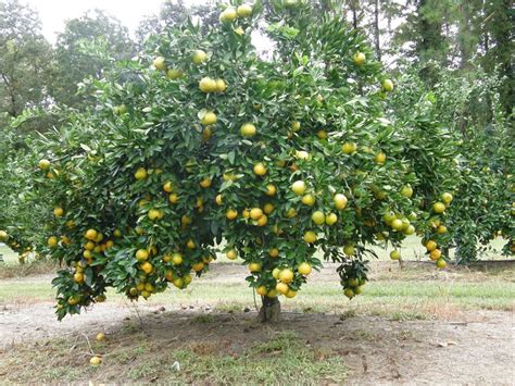 Pin by Connie Durocher on My dream yard Includes | Fruit trees, Satsuma ...