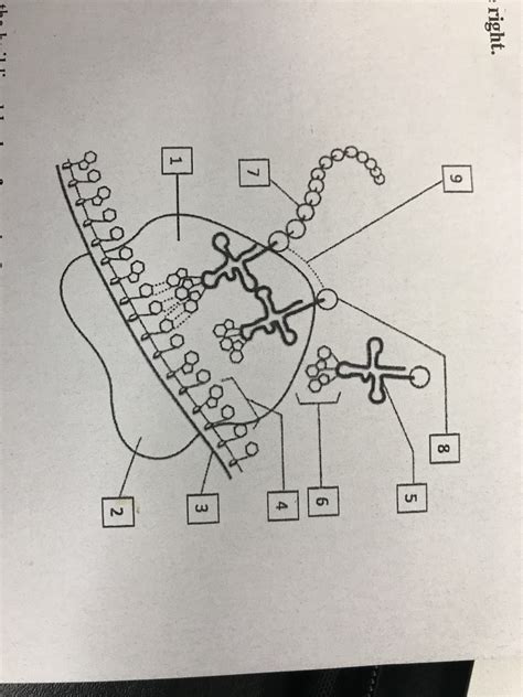 Quiz: Translation and Protein Synthesis Diagram | Quizlet