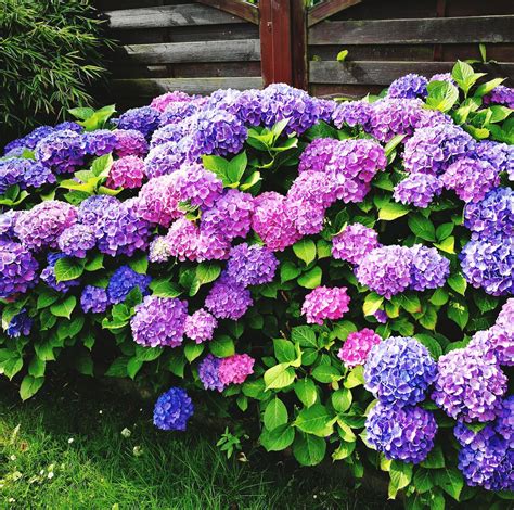 This Ingenious Trick Changes the Color of Your Hydrangeas | Beautiful ...