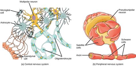 17.7: Glial Cells - Biology LibreTexts