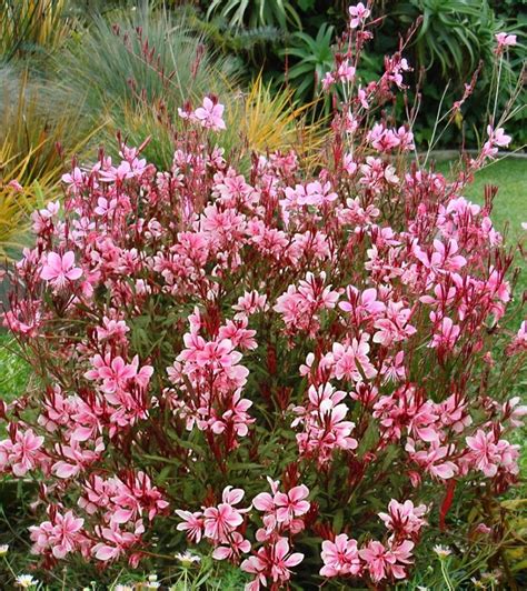 Blooming Gaura Garden Plants | Gaura plant, Plants with pink flowers, Gaura