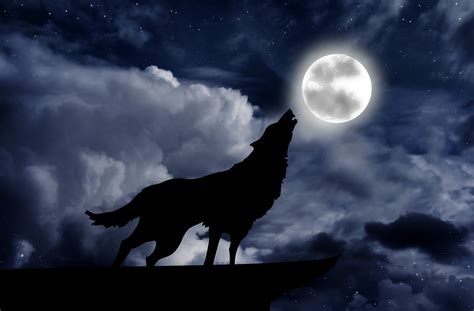 Wolf howling at the full moon - Nocturnal Lives