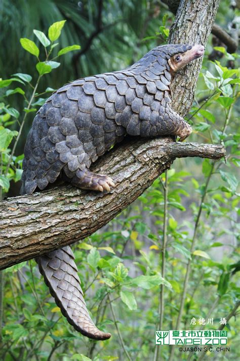 Chinese pangolin | Manis pentadactyla