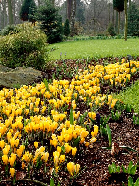 Crocus Bulbs Yellow | DutchGrown™ | UK Shipping