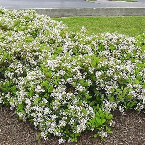 Indian Hawthorn Clara | Hahira Nursery | Buy Georgia Plants Online