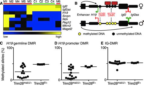 Expression and methylation state of imprinted genes in maternal Trim28 ...