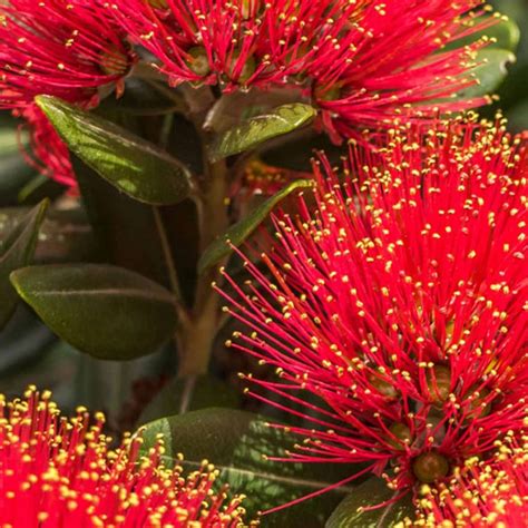 Home » NZ Native Plant Nursery