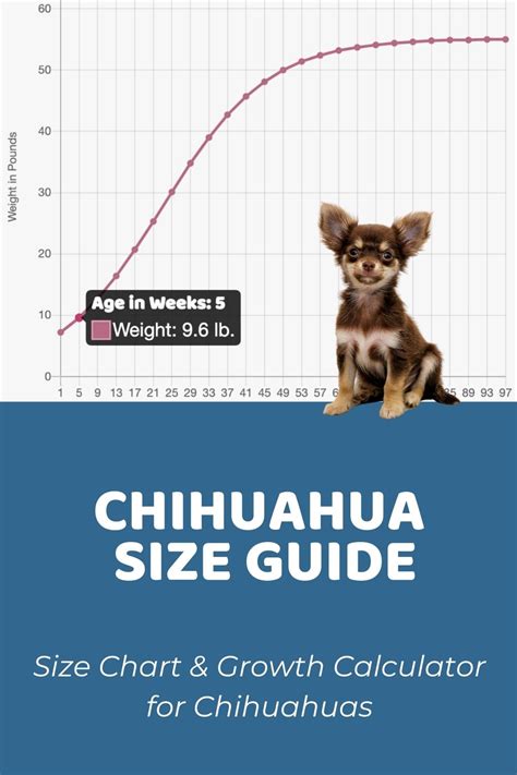 Chihuahua Size Chart & Growth Patterns - Puppy Weight Calculator