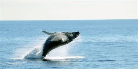 Whale Watching in Boston & MA - Everything You Need to Know