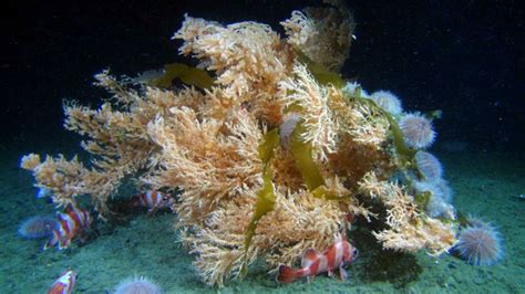 Deep-Sea Coral Habitat | NOAA Fisheries