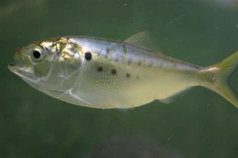 Good menhaden are hard to find | Grist