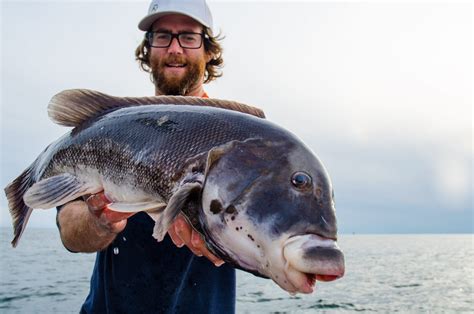 Tautog Fishing Tips from the Pros - On The Water