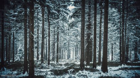 Free photo: winter forest - Year, Snowy, Ray - Free Download - Jooinn