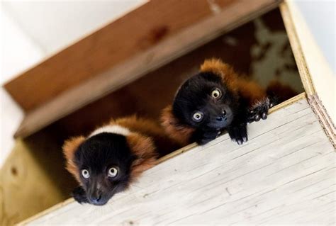 Baby red ruffed lemurs at Paignton Zoo - Boostdigitalmedia.net