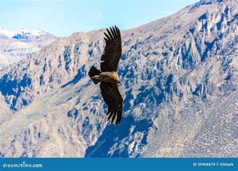 Flying Condor Over Colca Canyon,Peru,South America. this Condor the ...