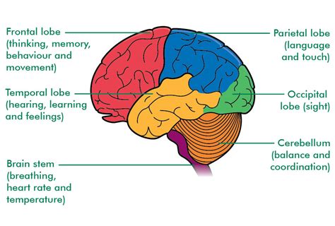 the rainbow fish: THE 4 LOBES OF THE CEREBRUM AND THEIR FUNCTIONS