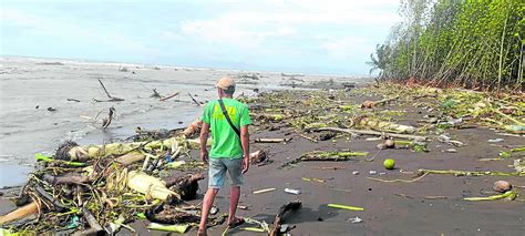 Paeng wipes out ‘pawikan’ nesting sites in Quezon | Inquirer News