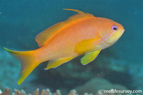 Pseudanthias squamipinnis - Orange Seaperch | ReefLifeSurvey.com