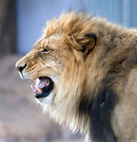 African Roaring Lion at Denver Zoo