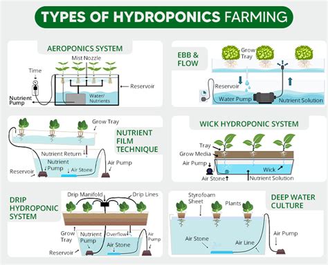 Hydroponic Farming in India - How to Start Hydroponic Cultivation?