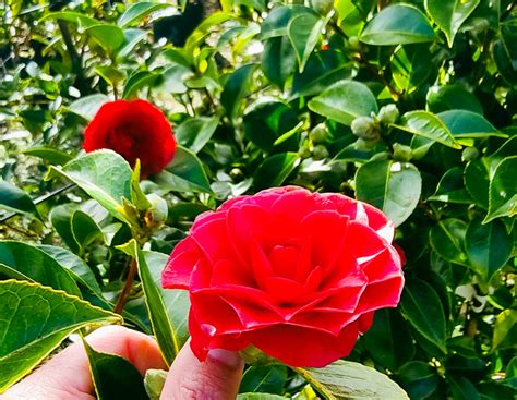 Red Flowering Camellias💖🌹 | Easy Big Trees | New Zealand