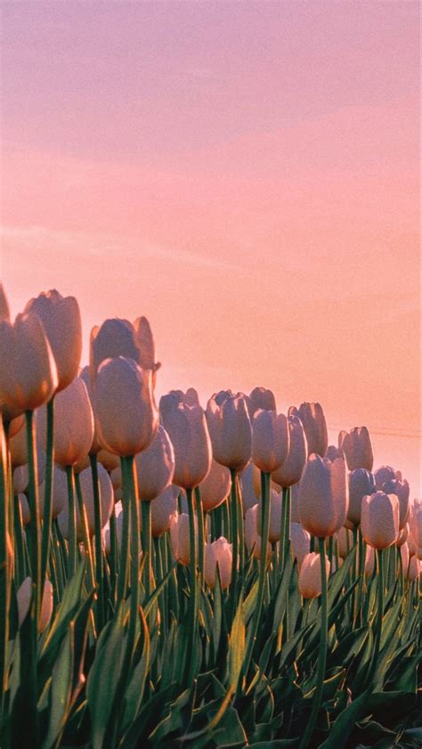 Pin by Miss Tea on tulips | Flower aesthetic, Beautiful nature ...