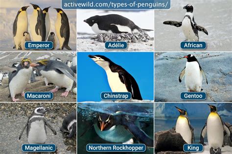 Types Of Penguins With Pictures And Facts: Every Penguin Species Listed